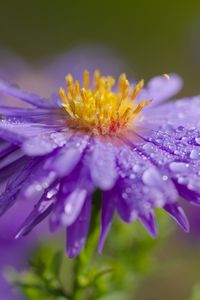 Preview wallpaper flower, petals, drops, dew, moisture, macro, purple