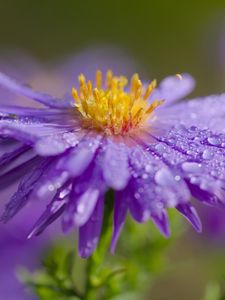 Preview wallpaper flower, petals, drops, dew, moisture, macro, purple