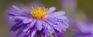 Preview wallpaper flower, petals, drops, dew, moisture, macro, purple