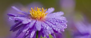 Preview wallpaper flower, petals, drops, dew, moisture, macro, purple