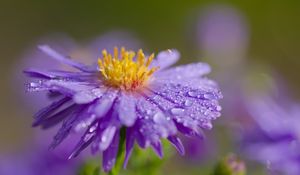 Preview wallpaper flower, petals, drops, dew, moisture, macro, purple