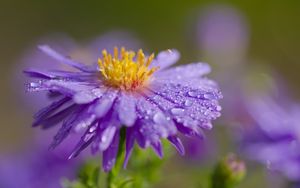 Preview wallpaper flower, petals, drops, dew, moisture, macro, purple