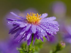 Preview wallpaper flower, petals, drops, dew, moisture, macro, purple