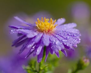 Preview wallpaper flower, petals, drops, dew, moisture, macro, purple