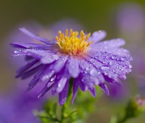 Preview wallpaper flower, petals, drops, dew, moisture, macro, purple