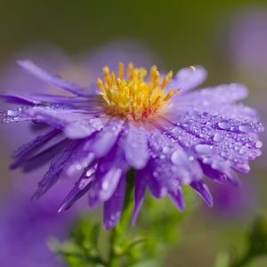 Preview wallpaper flower, petals, drops, dew, moisture, macro, purple