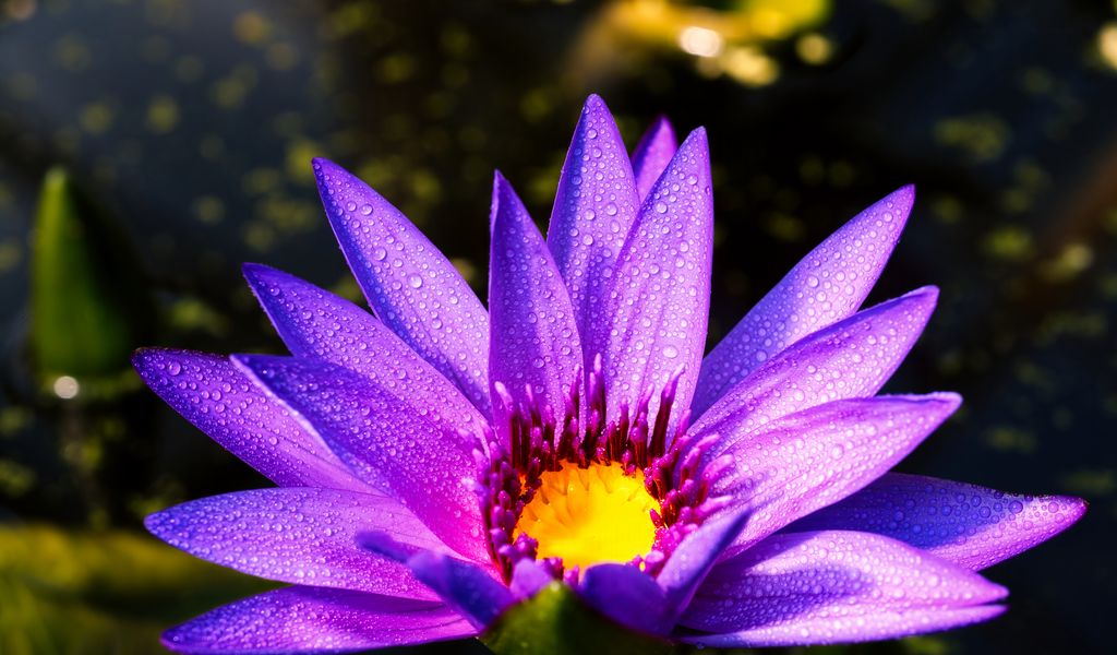 1024x600 Wallpaper flower, petals, drops, purple