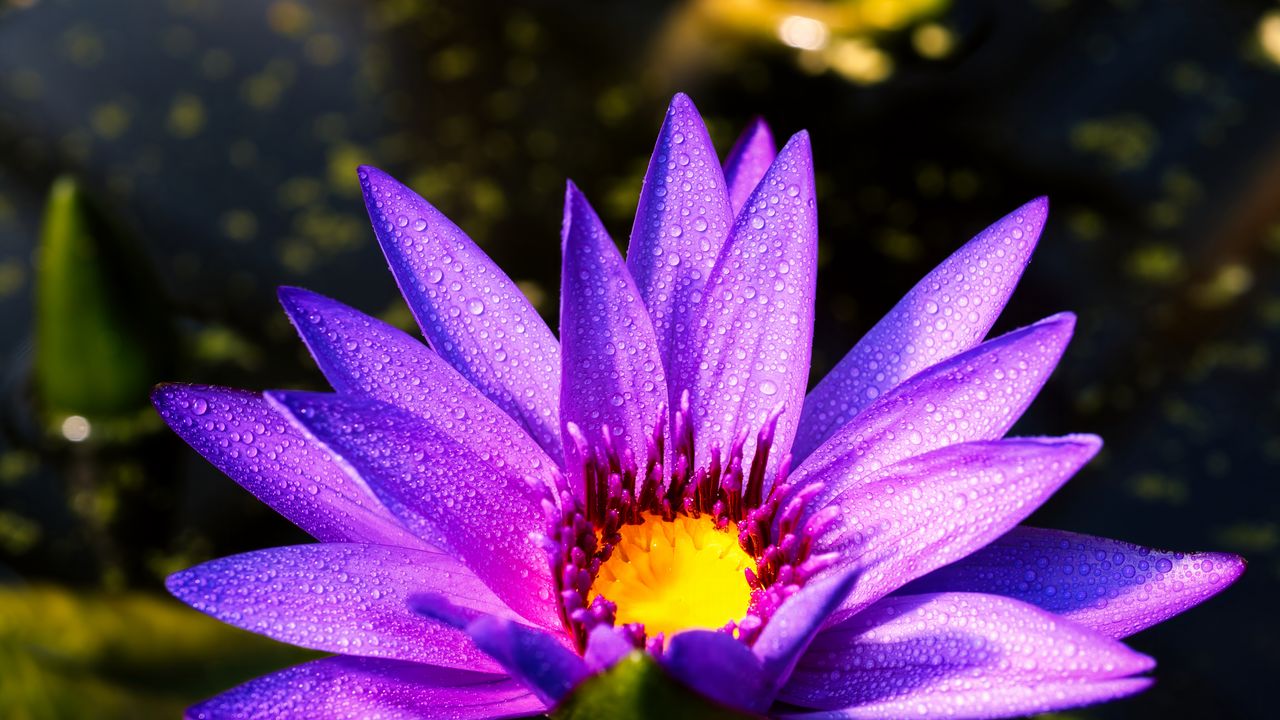 Wallpaper flower, petals, drops, purple
