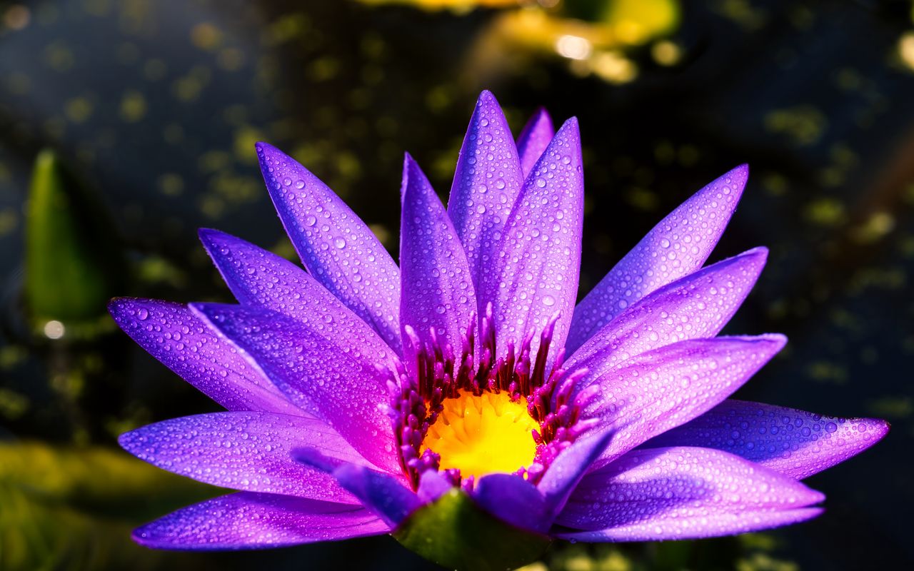 1280x800 Wallpaper flower, petals, drops, purple