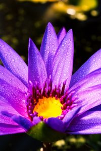 Preview wallpaper flower, petals, drops, purple