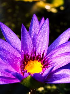 Preview wallpaper flower, petals, drops, purple