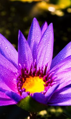 240x400 Wallpaper flower, petals, drops, purple