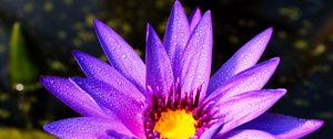 Preview wallpaper flower, petals, drops, purple