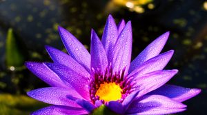 Preview wallpaper flower, petals, drops, purple