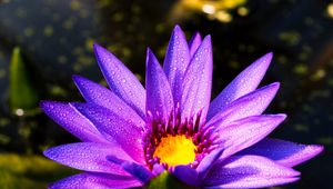 Preview wallpaper flower, petals, drops, purple