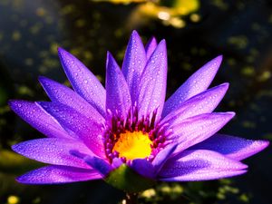 Preview wallpaper flower, petals, drops, purple