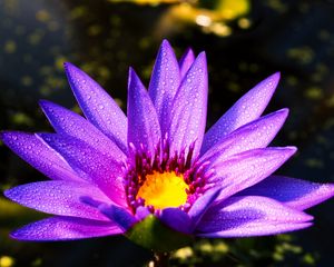 Preview wallpaper flower, petals, drops, purple
