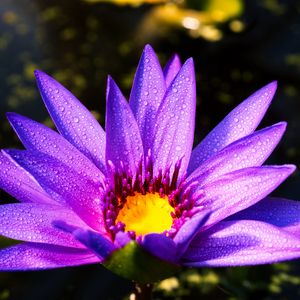 Preview wallpaper flower, petals, drops, purple