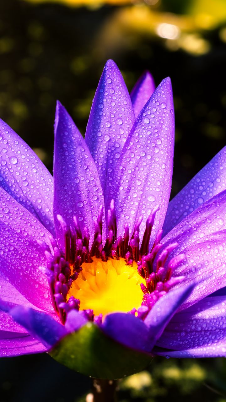 720x1280 Wallpaper flower, petals, drops, purple