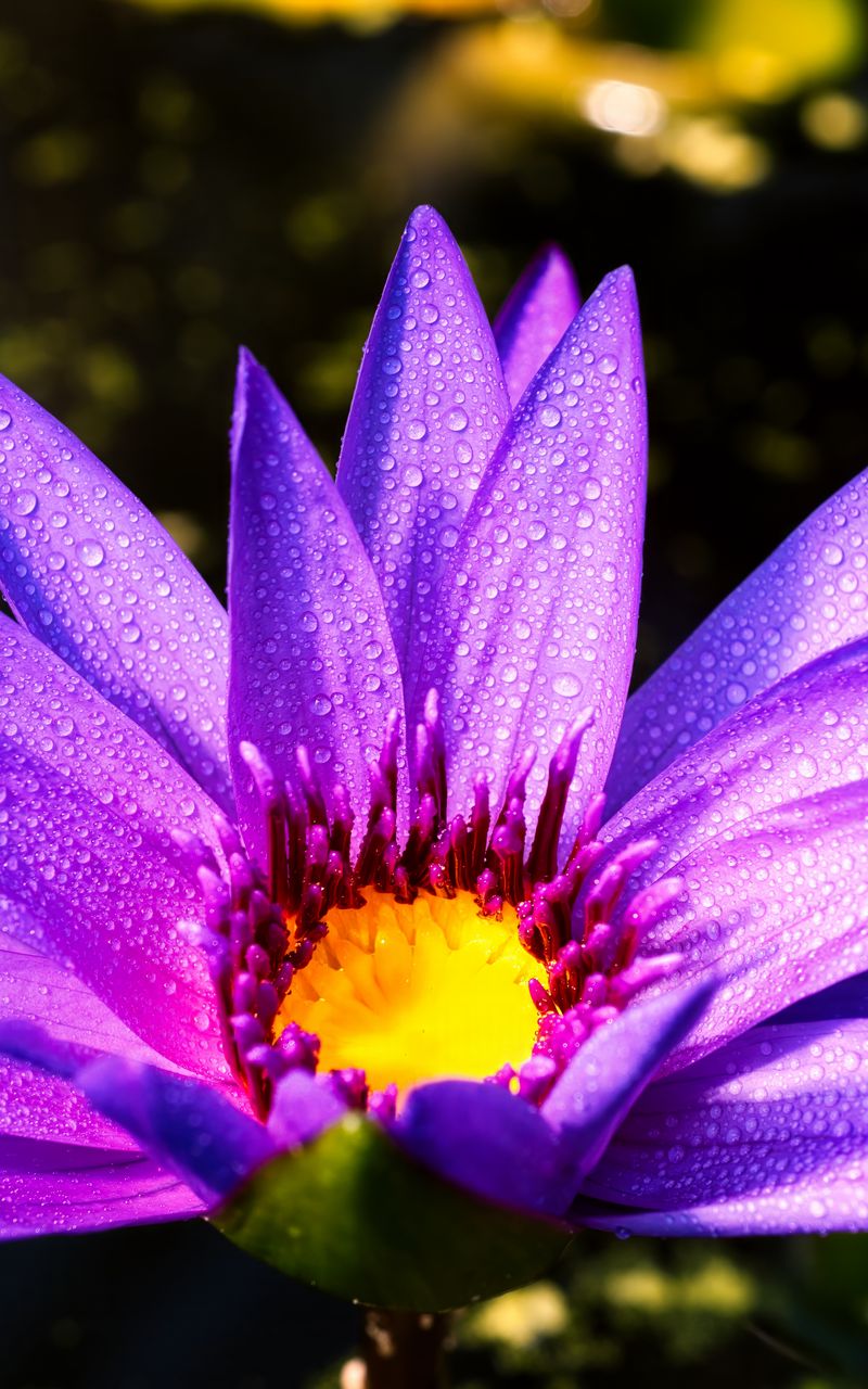 800x1280 Wallpaper flower, petals, drops, purple
