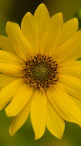 Preview wallpaper flower, petals, drops, macro, yellow, blur