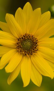 Preview wallpaper flower, petals, drops, macro, yellow, blur