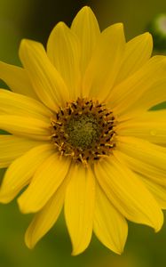 Preview wallpaper flower, petals, drops, macro, yellow, blur
