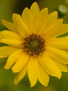 Preview wallpaper flower, petals, drops, macro, yellow, blur
