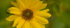 Preview wallpaper flower, petals, drops, macro, yellow, blur