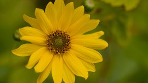 Preview wallpaper flower, petals, drops, macro, yellow, blur