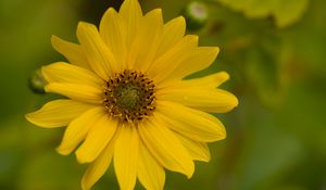 Preview wallpaper flower, petals, drops, macro, yellow, blur