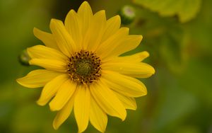 Preview wallpaper flower, petals, drops, macro, yellow, blur