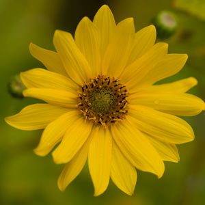 Preview wallpaper flower, petals, drops, macro, yellow, blur