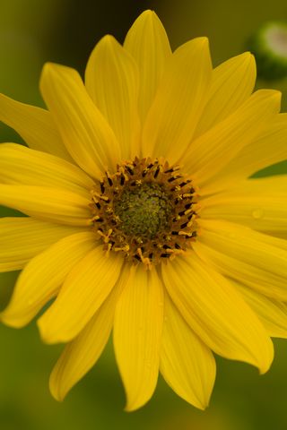 320x480 Wallpaper flower, petals, drops, macro, yellow, blur