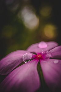 Preview wallpaper flower, petals, drops, water, macro