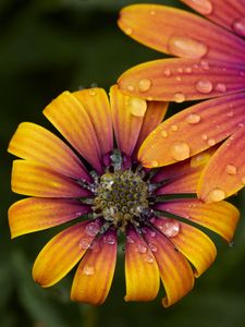 Preview wallpaper flower, petals, drops, macro, water