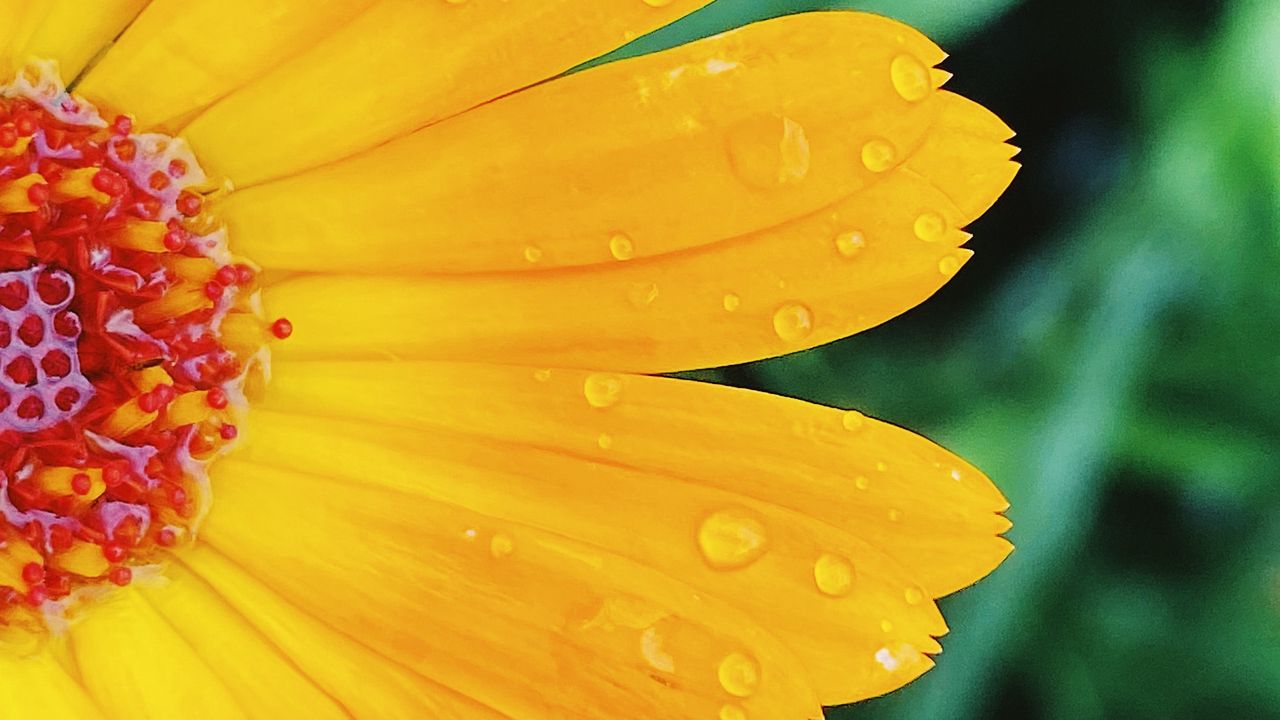 Wallpaper flower, petals, drops, macro, yellow