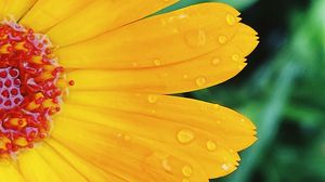 Preview wallpaper flower, petals, drops, macro, yellow