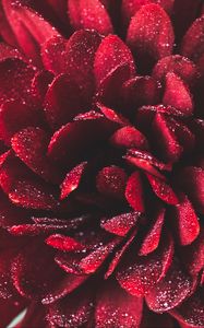 Preview wallpaper flower, petals, drops, macro, red, wet