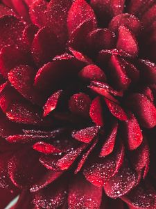 Preview wallpaper flower, petals, drops, macro, red, wet