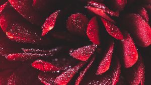 Preview wallpaper flower, petals, drops, macro, red, wet