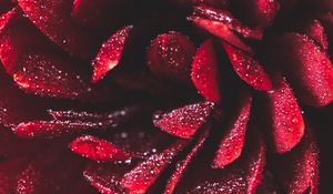 Preview wallpaper flower, petals, drops, macro, red, wet