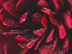 Preview wallpaper flower, petals, drops, macro, red, wet