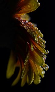 Preview wallpaper flower, petals, drops, wet, macro