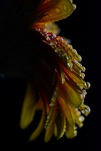 Preview wallpaper flower, petals, drops, wet, macro