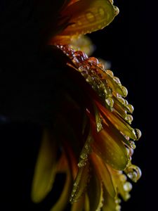 Preview wallpaper flower, petals, drops, wet, macro