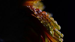 Preview wallpaper flower, petals, drops, wet, macro