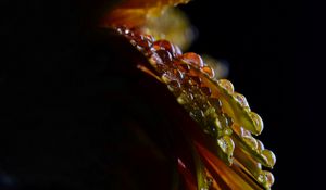 Preview wallpaper flower, petals, drops, wet, macro