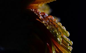 Preview wallpaper flower, petals, drops, wet, macro