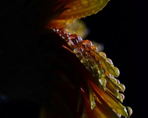 Preview wallpaper flower, petals, drops, wet, macro